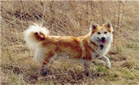 挪威牧羊犬怎么训练才听话