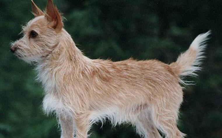 葡萄牙波登可犬需要怎么教