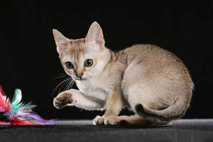 新加坡猫的挑选指南,铲屎官们快来get呀! 新加坡猫的挑选指南,铲屎官们快来get呀!