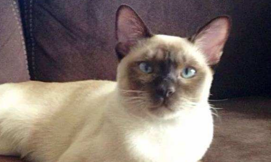 东奇尼猫应该如何训练 东奇尼猫应该如何训练