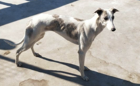 伊比赞猎犬的外貌特征性格
