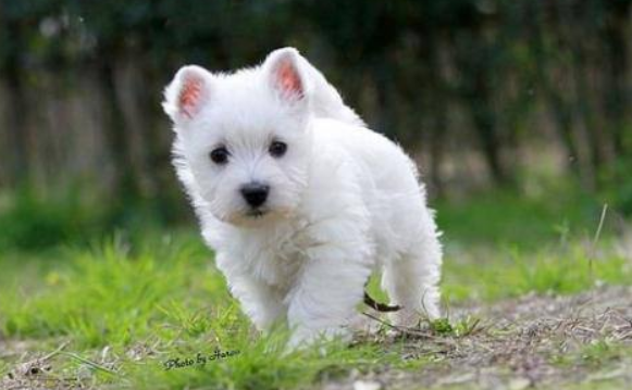 西高地犬多大产仔