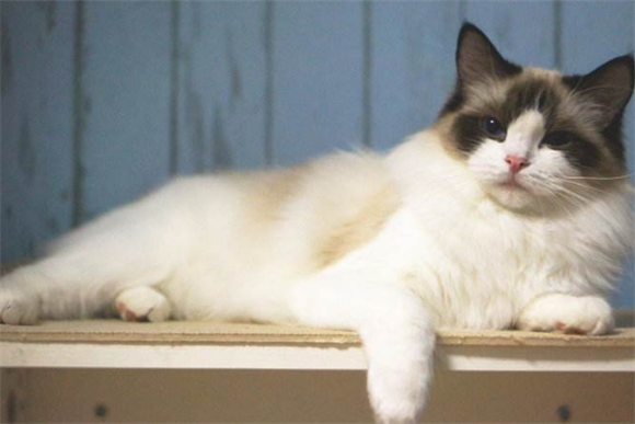 斯可可猫 1_副本1.png