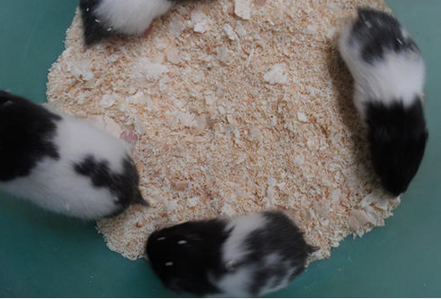 熊猫仓鼠是什么颜色