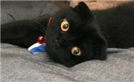 孟买猫应该如何饲养
