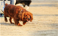 田野小猎犬拉稀应该怎么做