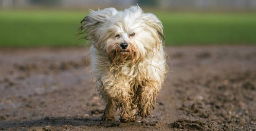 哈瓦那犬攻击性很强吗