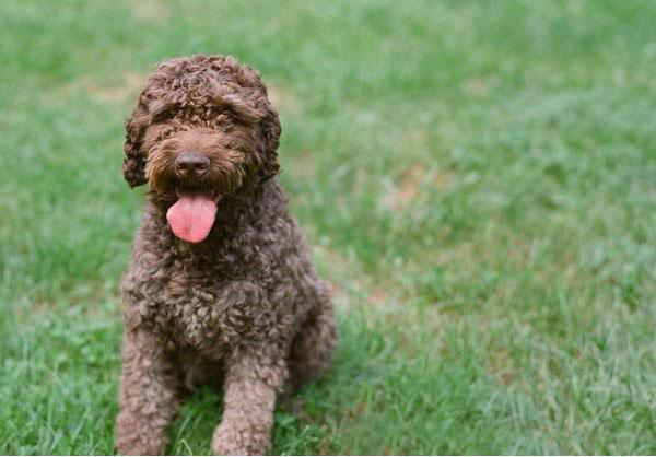 戳这里,把狗界温柔本柔——长卷毛猎犬带回家!