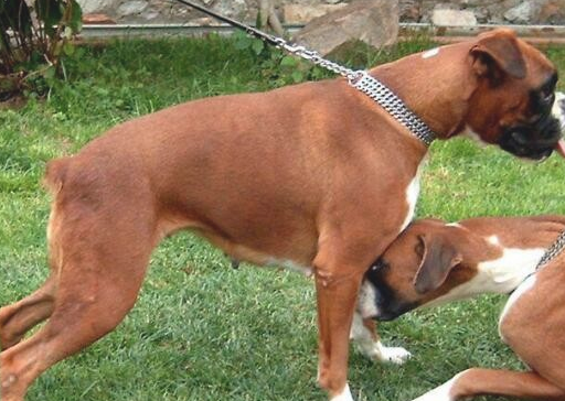 拳狮犬怎么判断生病了 拳狮犬怎么判断生病了