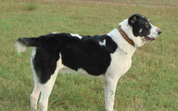 中亚牧羊犬一般能活多久