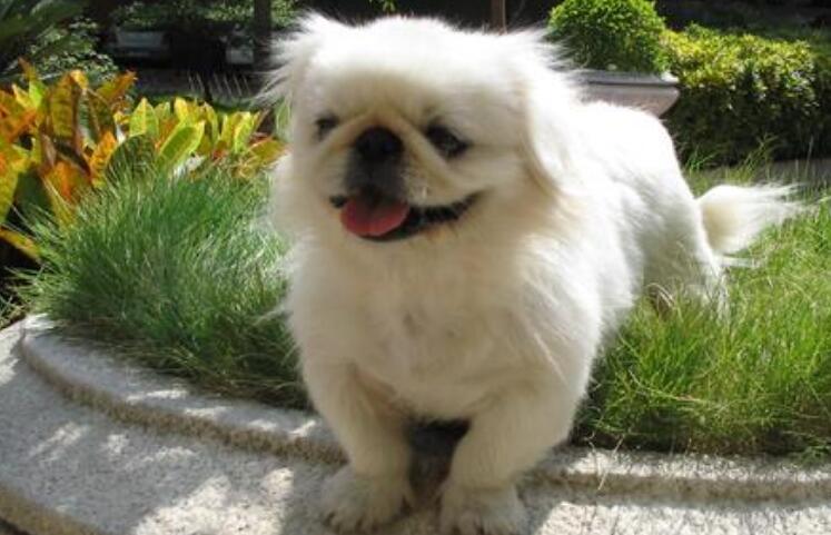 北京犬多大产仔 北京犬多大产仔