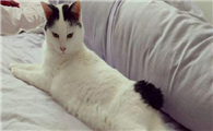 日本短尾猫为什么要绝育