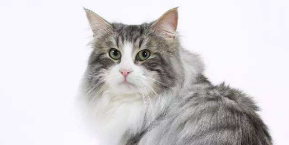 西伯利亚猫生病了什么状态