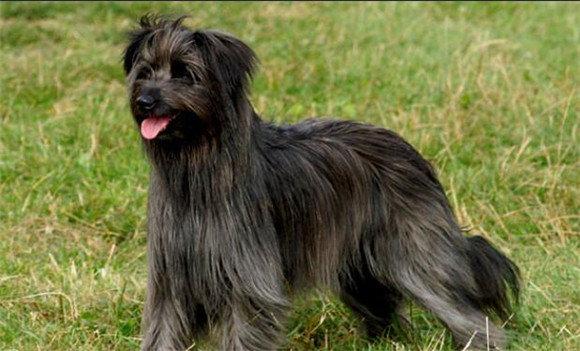 比利牛斯牧羊犬的外貌特征性格