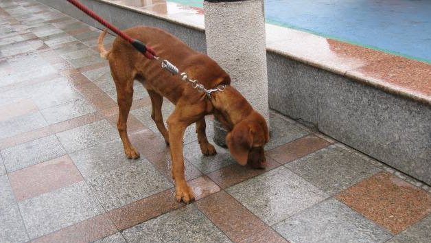 维兹拉犬多少钱一只