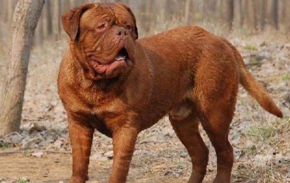 波尔多犬是干什么的 波尔多犬是干什么的