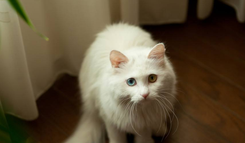 斯可可猫吃什么比较好