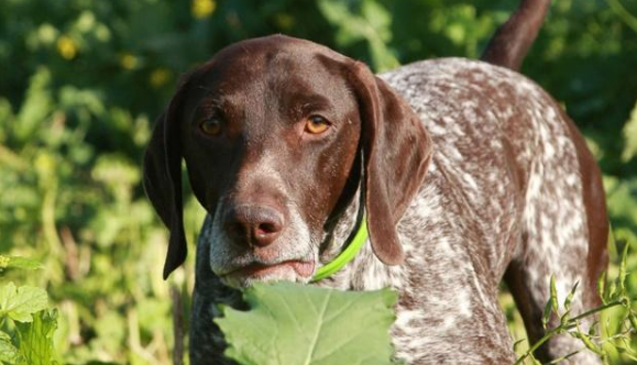指示犬攻击性很强吗 指示犬攻击性很强吗