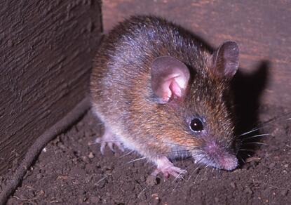 大林姬鼠吃什么