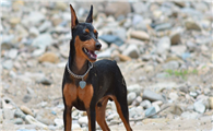 德国宾沙犬喂养技巧指南