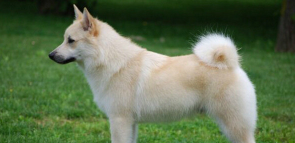 挪威牧羊犬的毛色有几种