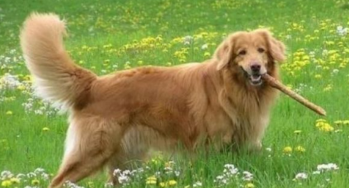 霍夫瓦尔特犬什么颜色好