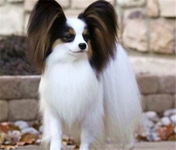 怎么判断菲利犬得了什么病 怎么判断菲利犬得了什么病