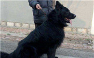 比利时牧羊犬饲养有什么注意点