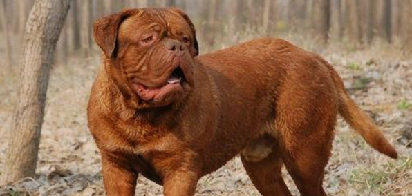 波尔多犬是哪国的 波尔多犬是哪国的