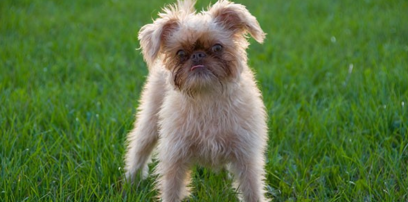 布鲁塞尔格里芬犬1天要吃几顿