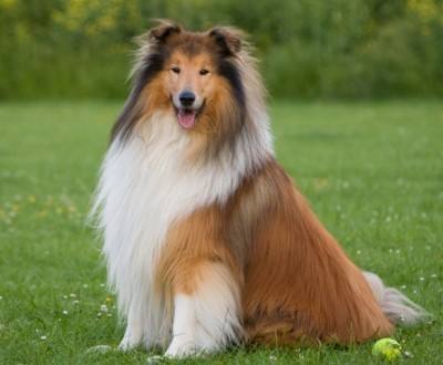 柯利犬1天要吃几顿
