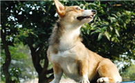 威尔斯柯基犬的用途是什么
