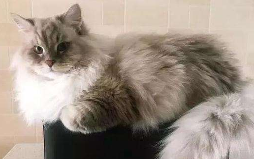 西伯利亚猫应该如何训练 西伯利亚猫应该如何训练