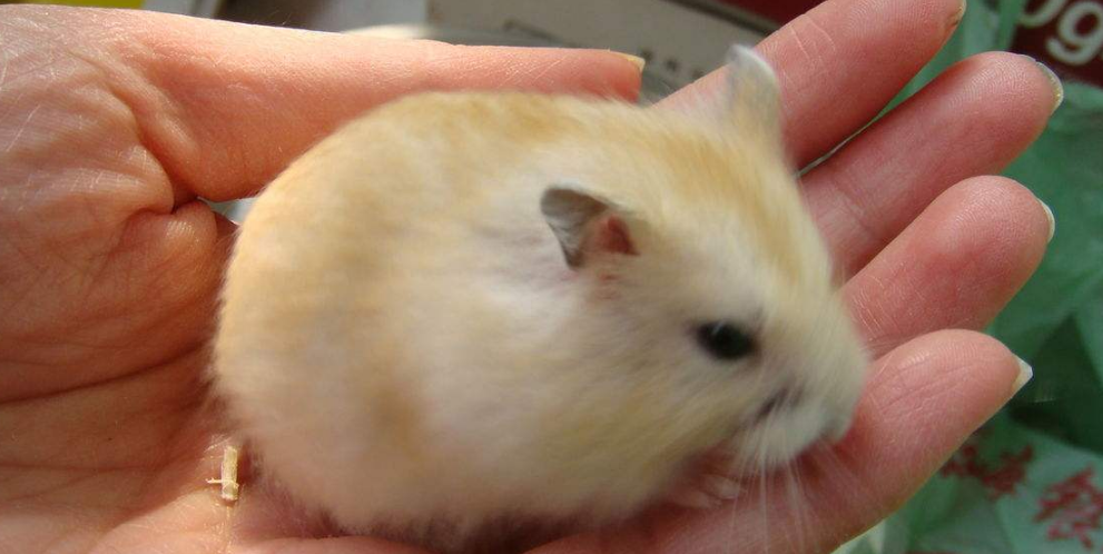 紫衣仓鼠怎么养