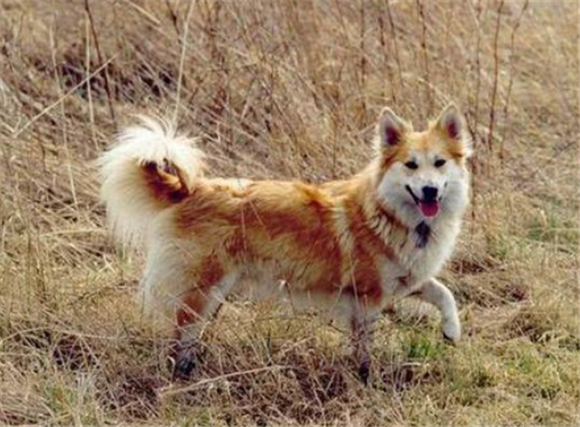 挪威牧羊犬怎么训练才听话