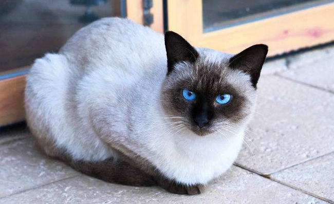 伯曼猫的体重是多少 伯曼猫的体重是多少