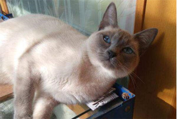 东奇尼猫生病怎么护理