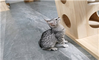 埃及猫适合吃什么
