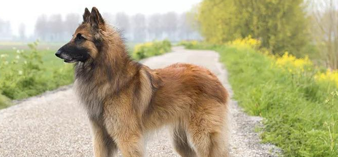 比利时特伏丹犬需要怎么教