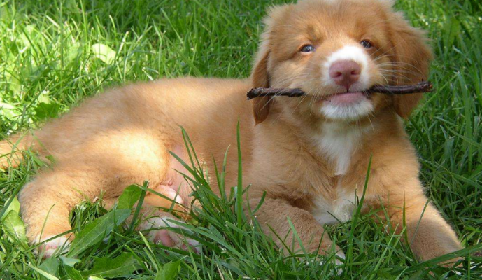 斯科舍诱鸭寻回犬一般多少钱