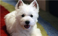 西高地犬训练技巧有哪些