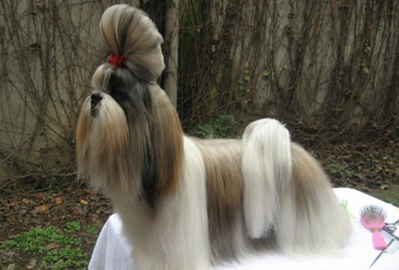 西施犬窝咳吃什么药最好