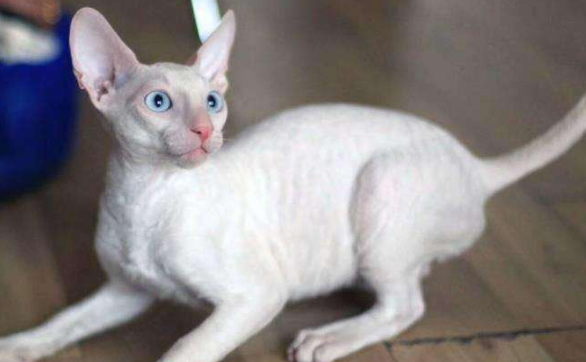柯尼斯卷毛猫的体重是多少