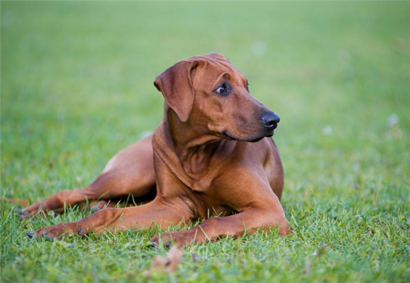 养罗德西亚脊背犬注意事项