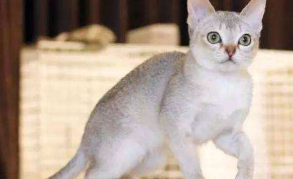 新加坡猫有几种颜色 新加坡猫有几种颜色