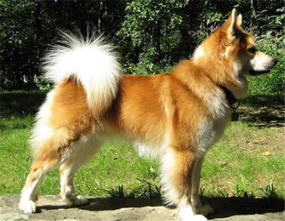什么东西冰岛牧羊犬不能吃