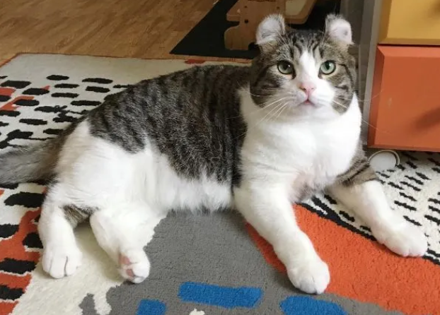 怎么看美国卷耳猫多大了 怎么看美国卷耳猫多大了
