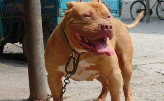 美国比特犬机灵吗