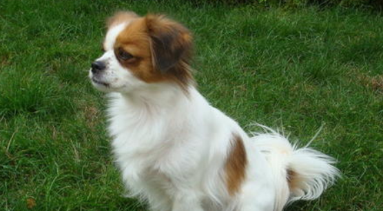 西藏猎犬怎么训练才听话 西藏猎犬怎么训练才听话
