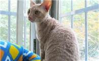 柯尼斯卷毛猫多少钱一只